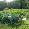 Community Garden3 2010