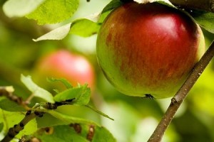 All fruit should be picked before becoming over-ripe.