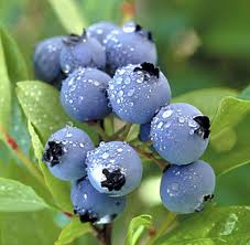 cluster of ripe blueberries