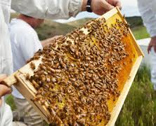 Cover photo for NC 4-H Beekeeping Essay Contest