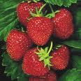 clusters of ripe strawberries