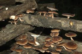 Cover photo for Shiitake Mushroom Farming Workshop