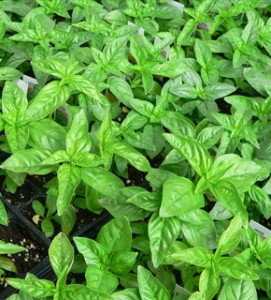 Cover photo for The Asheville Herb Festival Celebrates 25 Years!