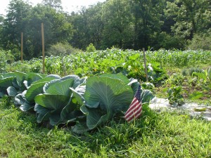 Cover photo for Fall Gardening