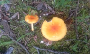 Cover photo for Introduction to Wild Edible Mushrooms: Lovin' the Fungus Amongus II