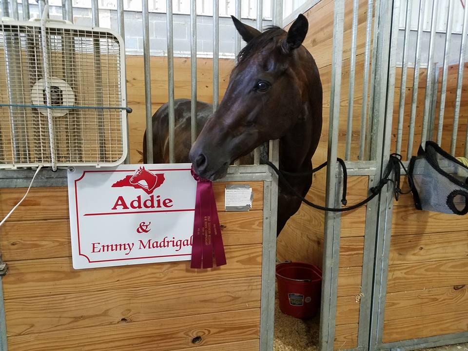 horse "Addie"