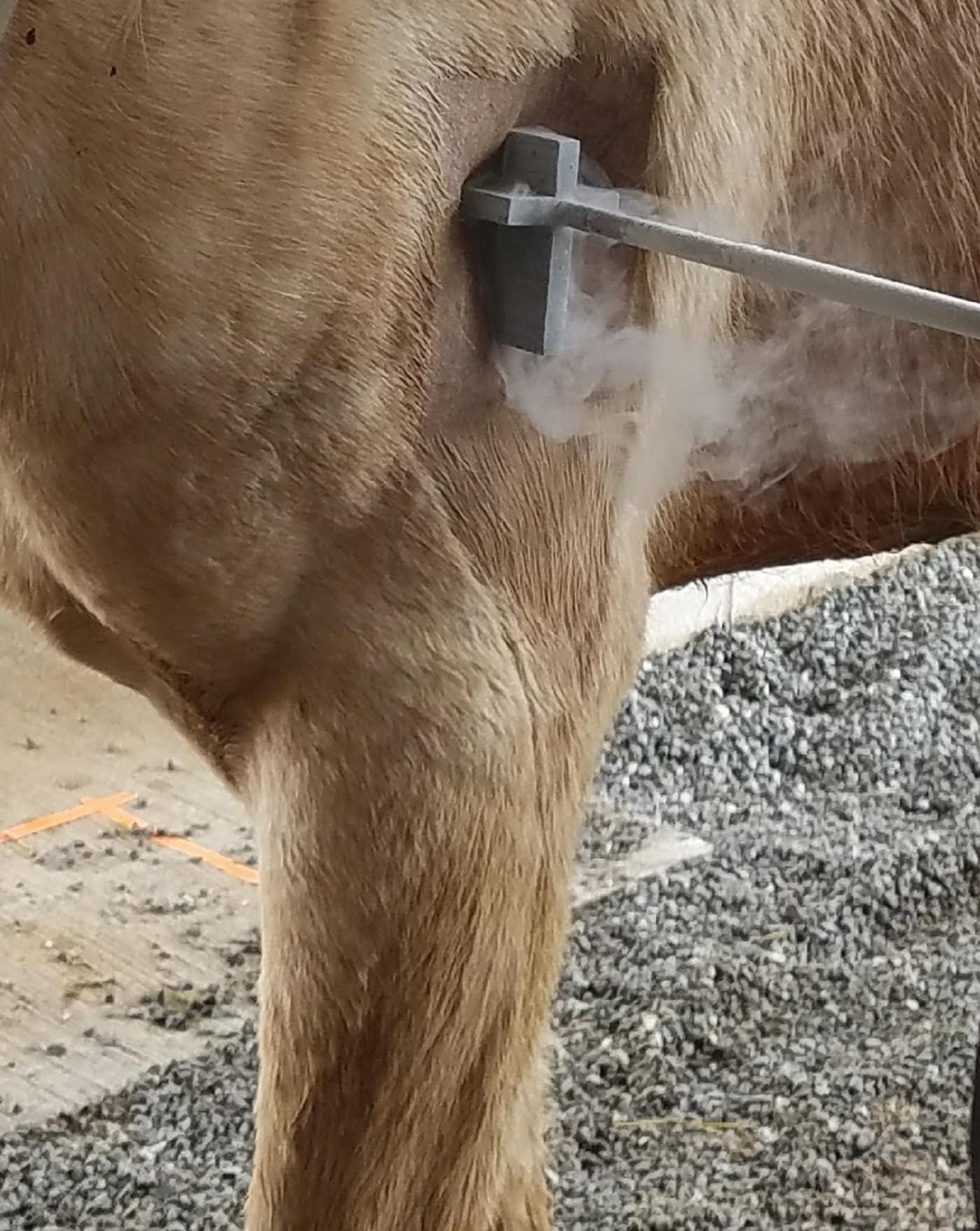 horse being branded