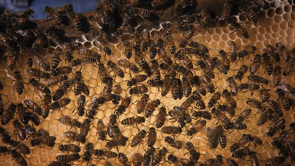 bees on wax comb width="1000" height="564"
