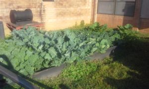 Cover photo for Raised Bed How To's