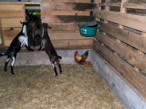 Cover photo for Backyard Milk Goats Seminar