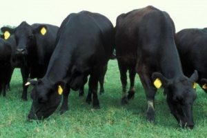 Cover photo for Steak and Potatoes Field Day Returns August 7