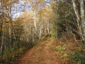 Cover photo for Timber Sales: A Planning Guide for Landowners