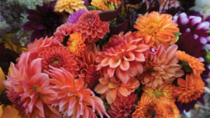 Cut dahlias