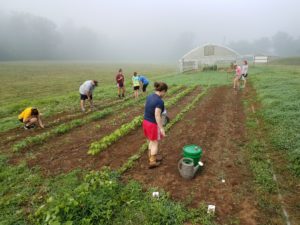 Cover photo for 2019 Vegetable Garden Demonstrations