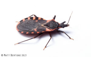 Cover photo for Kissing Bugs Are True Bugs