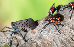 Cover photo for Early Detection of the Spotted Lanternfly Is Critical