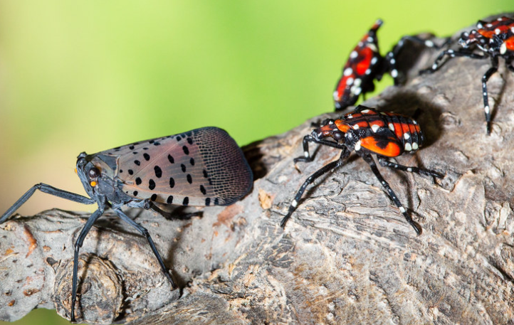 early-detection-of-the-spotted-lanternfly-is-critical-n-c