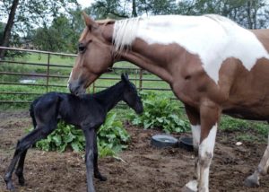 Cover photo for Join the Cherokee County 4-H Horse Club