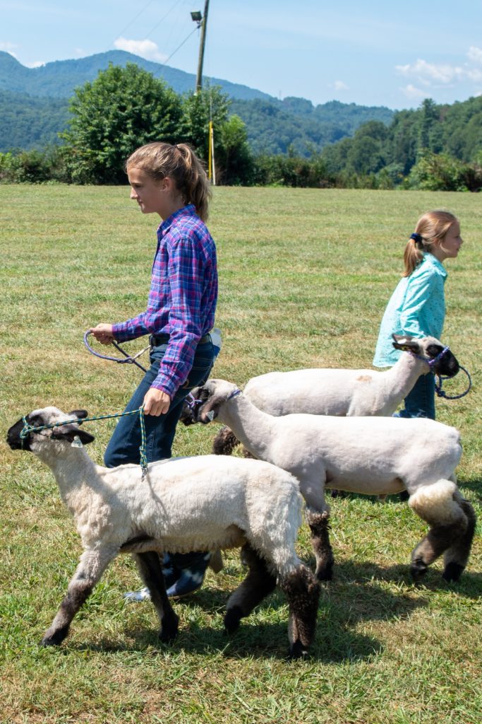 4-H Youth Lamb Show