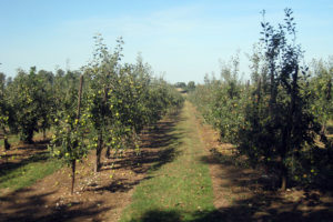 Cover photo for Small Orchard Workshop