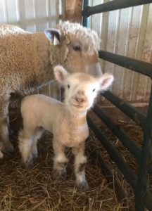 Cover photo for Small Ruminant Webinar