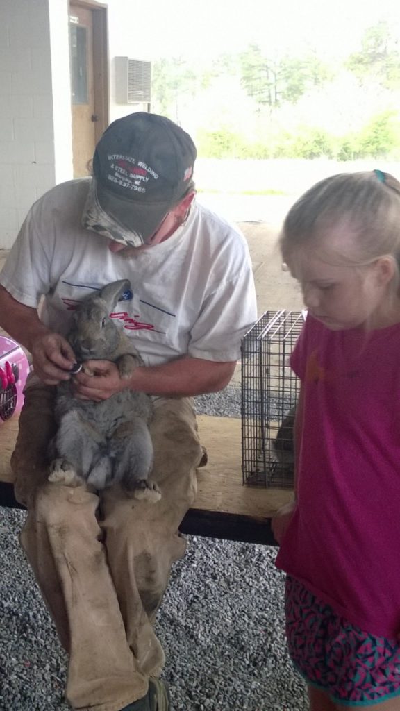 volunteer working with a child and her rabbit