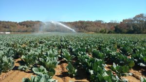 Irrigated Farm Field