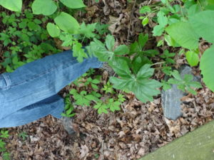 Cover photo for Wild Edible Plants in the Garden Landscape