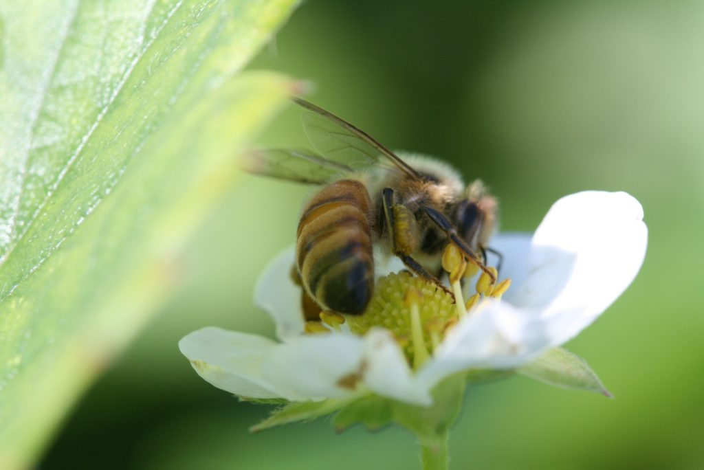 pollinator on a flower