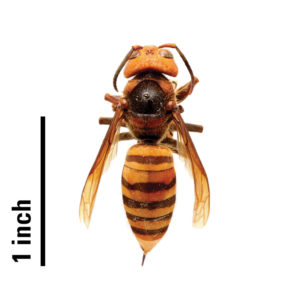 Cover photo for Asian Giant Hornet ID Guide