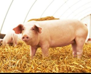 hog