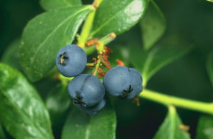Cover photo for Blueberry Guide Available