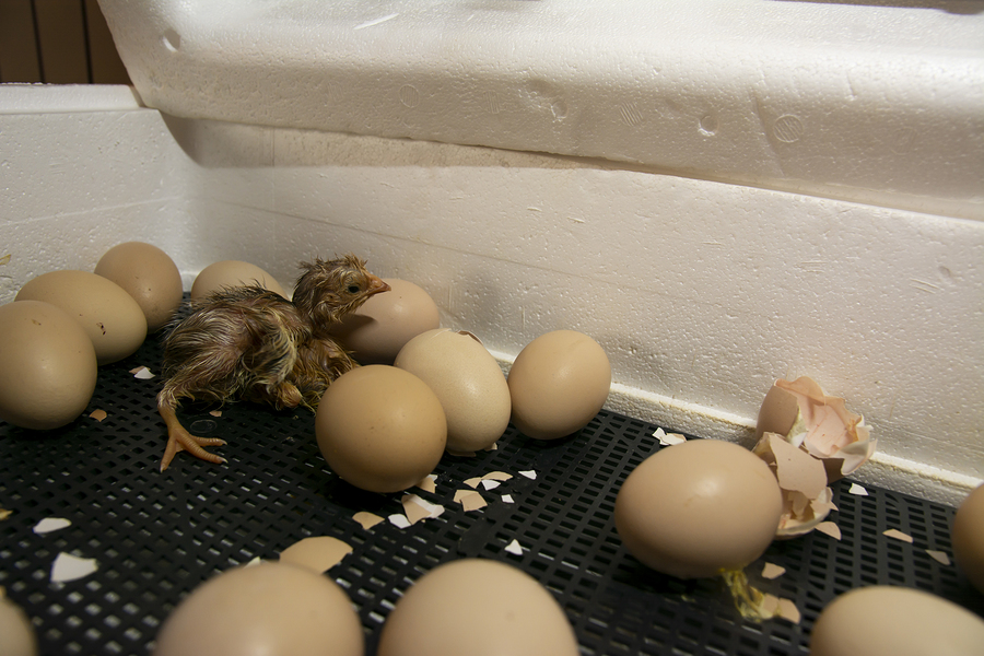 Chickens Hatching