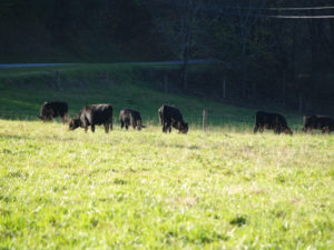 Cover photo for Pasture Management