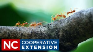 Fire Ants