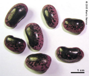 Cover photo for Got Free Seed From China? Do Not Plant!