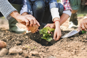 Hands of unrecognizable senior couple with their grandaughter planting a seedling on the allotment. Man, woman and a small girl gardening.