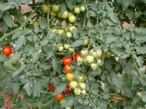 tomato field day