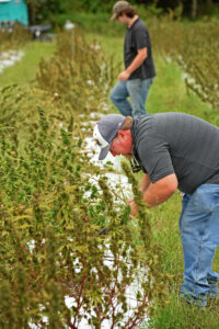 Hemp in field with workers
