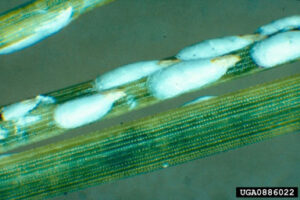 A close-up of teardrop-shaped scales covered in a white waxy covering