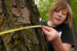 measuring tree