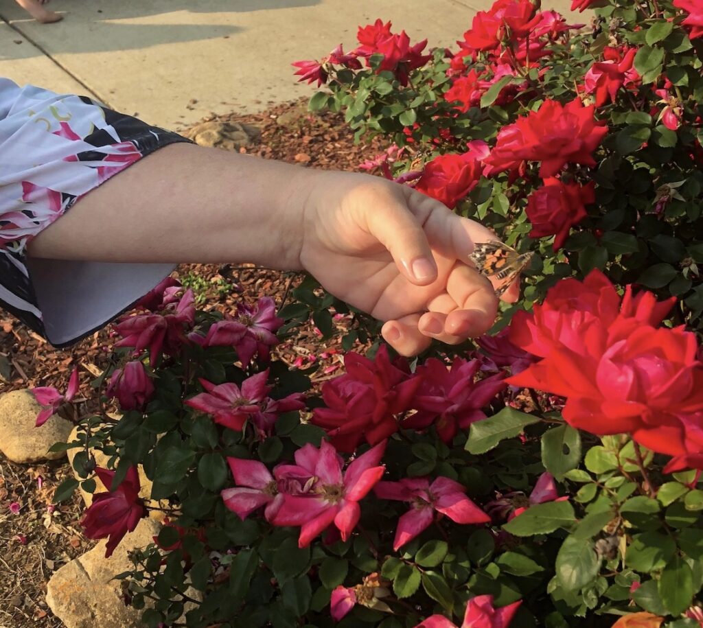 A butterfly on a persons finger beside a bed of red roses.