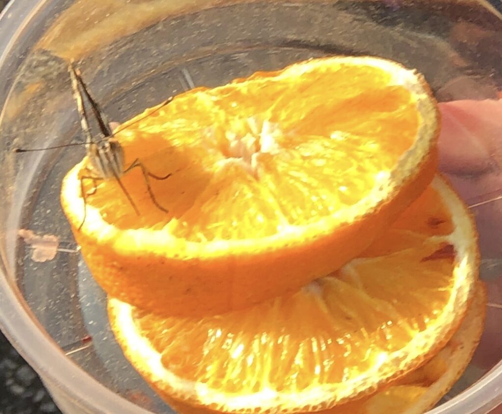 A butterfly sits on two slices of oranges inside of a jar.