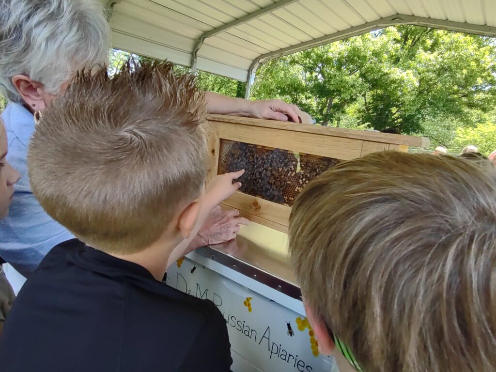 A child points at a queen honeybee in a frame.