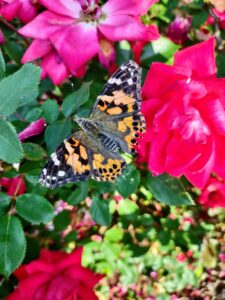 Cover photo for Butterflies Have Emerged at Two Local Schools