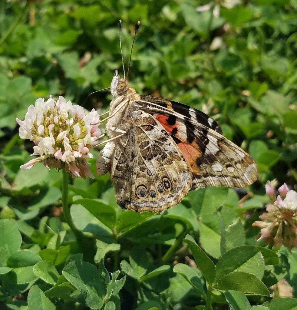 A butterfly on a clover flower.