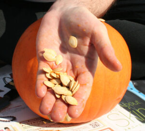 Pumpkin Seeds in Hand