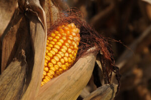 field corn in the husk