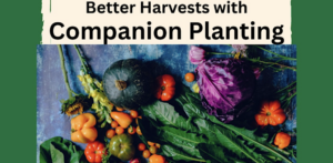 companion planting