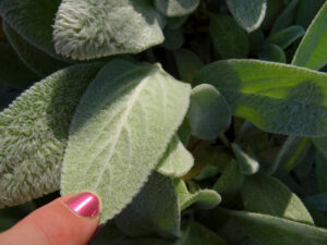 A finger stroking fuzzy soft leaves.